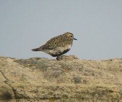 Eurasian Golden-Plover